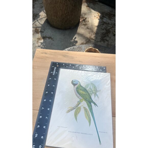 Rare Lithograph By J. Gould & H.C Richter , Hullmandel and Walton, IMP - Picture 8 of 8